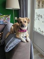 Knappe Mira zoekt een betere plek!, Dieren en Toebehoren, Particulier, Rabiës (hondsdolheid), 1 tot 2 jaar, Buitenland