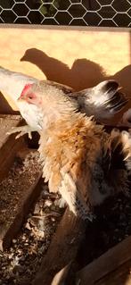 Gratis Jong chabo kriel haantje, Dieren en Toebehoren, Mannelijk, Kip