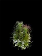 Tillandsia 2x Funckiana en 4x Ionantha Rubra, Ophalen of Verzenden, Overige soorten, Minder dan 100 cm