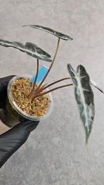 Alocasia Bambino Pink Variegata #1, Huis en Inrichting, Kamerplanten, Ophalen of Verzenden