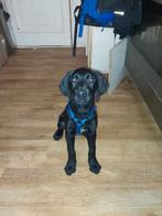 Herplaatser:  15 weken jonge labrador kruising. (Reu), 15 weken tot 1 jaar, Reu, CDV (hondenziekte), Labrador retriever