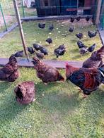 Dubbel gezoomde Barneveldse hennen te koop Dubbel gezoomde, Vrouwelijk, Kip