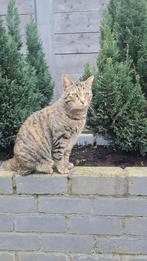 Nieuwe thuis gezocht, Dieren en Toebehoren, Katten en Kittens | Overige Katten, Poes