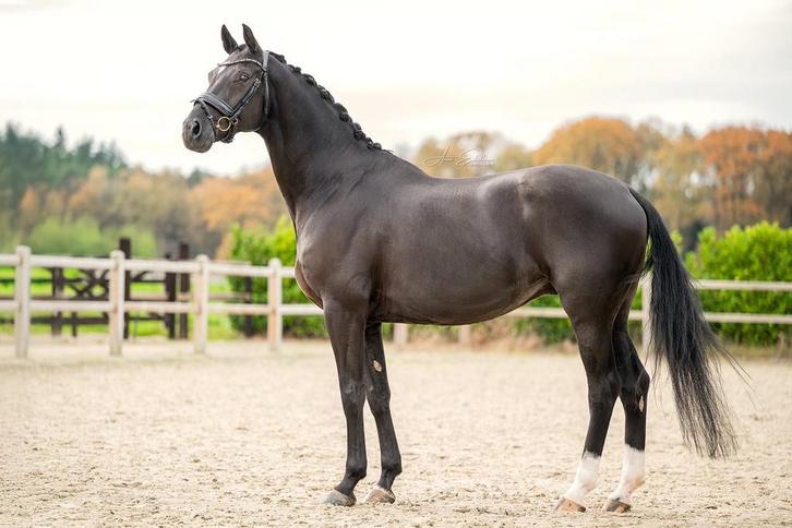 Prachtige ruin zoekt nieuw baasje, Dieren en Toebehoren, Paarden, Ruin, L, 165 tot 170 cm, 7 tot 10 jaar, Dressuurpaard, Met stamboom