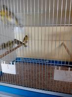 4 zwartkopsijzen, Dieren en Toebehoren, Meerdere dieren