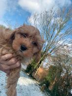 Schitterende Mini Doodle, Parvo, 8 tot 15 weken, Eén hond, Nederland