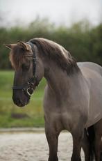 KI Diepvries sperma KWPNXFjord aangeboden, Dieren en Toebehoren, Stalling en Weidegang