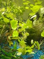 Waternavel 2 (stekjes), Dieren en Toebehoren, Vissen | Aquaria en Toebehoren, Ophalen of Verzenden, Plant(en), Steen of Hout