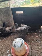 Australorp groot kleur blauw, Dieren en Toebehoren, Pluimvee, Vrouwelijk, Kip
