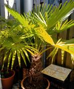 Palm, Volle zon, Vaste plant, Bloeit niet, Ophalen