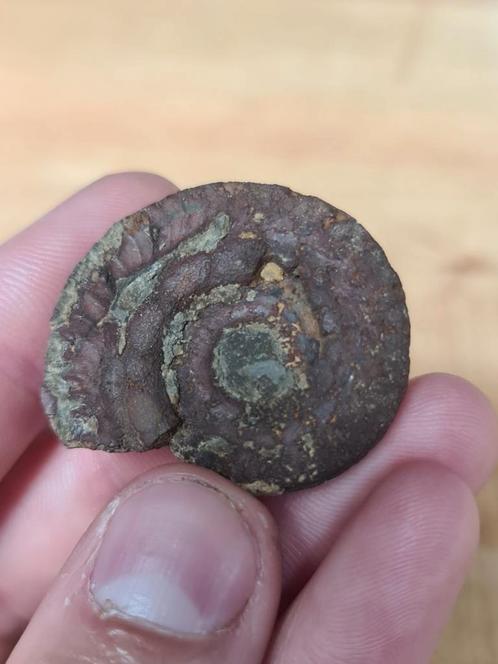 Ammoniet Pseudo Pyriet 3, Verzamelen, Mineralen en Fossielen, Fossiel, Ophalen of Verzenden