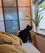 Ikea Pax 3 deuren (2x wit, 1x glas), Ophalen, Glas, 50 tot 100 cm, 200 cm of meer