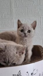 Beste mensen, even lezen aub!, Dieren en Toebehoren, Katten en Kittens | Raskatten | Langhaar, Meerdere dieren, Gechipt