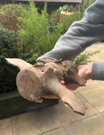 Walvis wervel, Ophalen of Verzenden