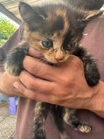 Kittens, Dieren en Toebehoren, Poes, 0 tot 2 jaar