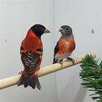 Te koop prachtige kapoetsensijzen Carduelis cucullata, Meerdere dieren