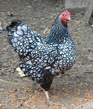 Wyandotte krielhen en kuikens, zwartwit gezoomd beschikbaar voor biedingen