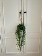 Hangplant Kamerplant, Overige soorten, In pot, Minder dan 100 cm, Groene kamerplant