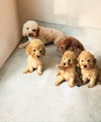 Prachtige toypoedel pups toy poedel abricot, Dieren en Toebehoren, Poedel, CDV (hondenziekte), 8 tot 15 weken, Meerdere