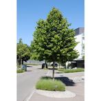 Corylus colurna - Boomhazelaar/ Turkse hazelaar - boom, Halfschaduw, Overige soorten, Lente, 100 tot 250 cm