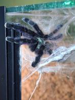 Caribena Versicolor vogelspin, Dieren en Toebehoren, Insecten en Spinnen, Spin of Schorpioen