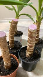 Yucca steken, Overige soorten, Minder dan 100 cm, Ophalen of Verzenden, Halfschaduw
