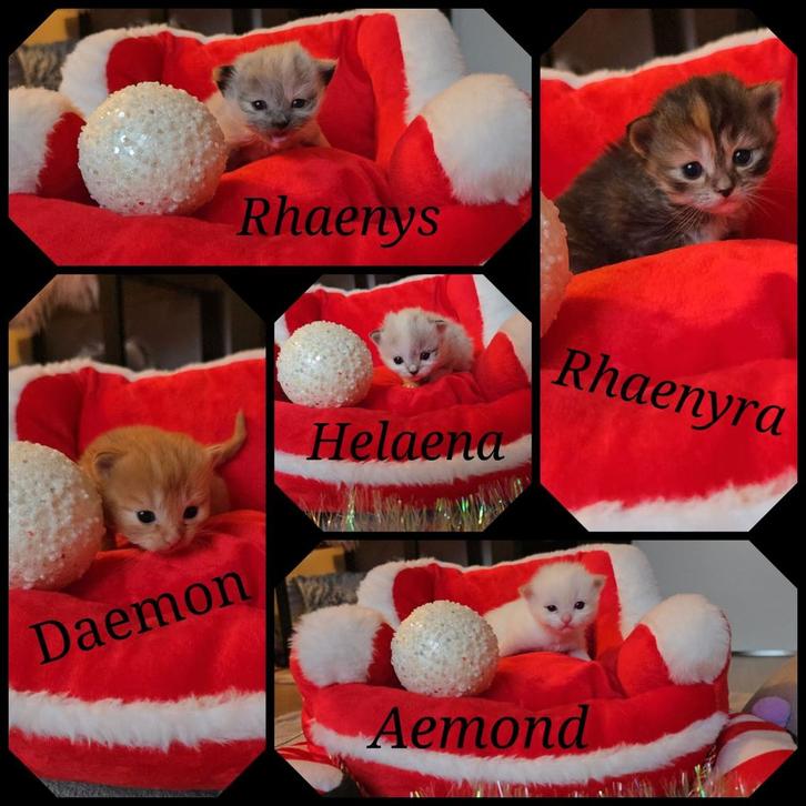 Lieve Ragdoll kittens in prachtige unieke kleuren, Dieren en Toebehoren, Katten en Kittens | Raskatten | Langhaar, Meerdere dieren