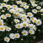 Leucanthemum hoge margriet, vaste plant, bodembedekker, Tuin en Terras, Planten | Tuinplanten, Halfschaduw, Vaste plant, Bodembedekkers