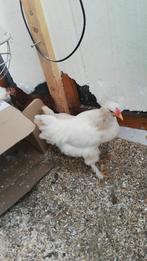 Zo snel mogelijk ophalen jonge haan, Dieren en Toebehoren, Pluimvee, Mannelijk, Kip