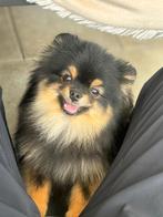 Pomeranian dekreu Black and tan, Particulier, Reu, 1 tot 2 jaar, Buitenland