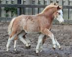 Kwaliteits Welsh sectie A hengstveulen, diverse kleuren, Dieren en Toebehoren, Pony's, Hengst, 0 tot 2 jaar