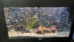 Guppies 0.30, Dieren en Toebehoren, Vis