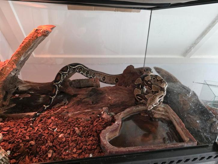 Boa Constrictot Imperator 1.0