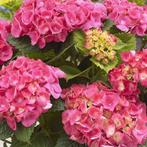 Diverse hortensia's, Tuin en Terras, Planten | Tuinplanten, Ophalen, Zomer, Overige soorten, Halfschaduw