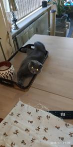 Schotse vouwoorkat, Dieren en Toebehoren, Kater, Gechipt