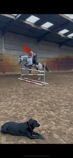 Knappe, talentvolle allround ruin!, Springpaard, B, Gechipt, Ruin