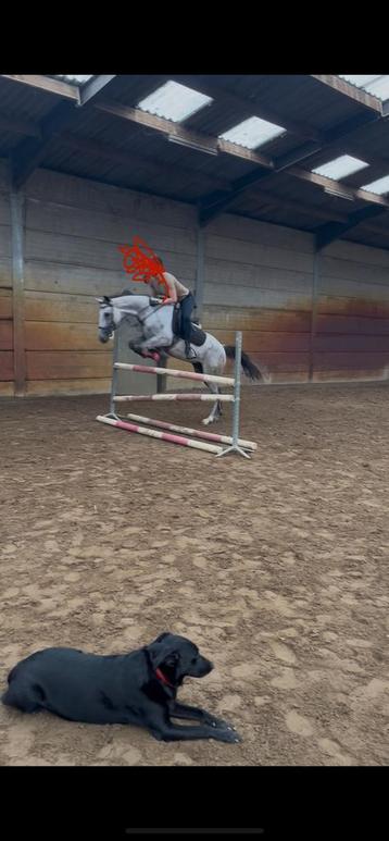 Knappe, talentvolle allround ruin! beschikbaar voor biedingen