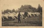 ARNHEM, Herders en Schapen op Kluizenaarsberg, Ansichtkaart, Ophalen of Verzenden, Voor 1920, Ongelopen, Gelderland