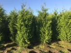 Mooie haagconiferen thuja plicata Martin 80 tot 250 cm, Ophalen of Verzenden, Volle zon