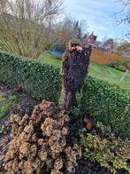 Haardhout brandhout boomstam, Minder dan 3 m³, Ophalen