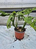 Monstera Esqueleto - Gatenplant, Overige soorten, In pot, Minder dan 100 cm, Groene kamerplant