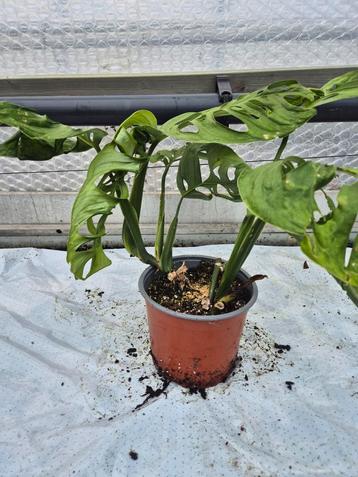 Monstera Esqueleto - Gatenplant beschikbaar voor biedingen