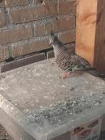 Australische kuif duiven 1 stukje, Dieren en Toebehoren, Vogels | Overige Vogels, Meerdere dieren, Tropenvogel