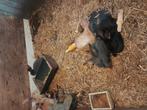 Jonge Duitse reuzen konijnen, Dieren en Toebehoren, Konijnen, Meerdere dieren, Groot