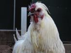 Apollo, tamme Leghorn x Zijdehoen haan, Dieren en Toebehoren, Pluimvee, Mannelijk, Kip