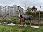 Grijze alpaca merrie met merrieveulen, Dieren en Toebehoren, Overige Dieren, September, Vrouwelijk