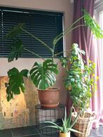 Grote monstera, Huis en Inrichting, Ophalen, In pot, Halfschaduw