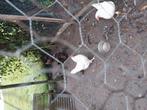 Legkip, Dieren en Toebehoren, Pluimvee