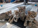 Britse Korthaar Mix Kittens, Dieren en Toebehoren, Katten en Kittens | Raskatten | Korthaar, Meerdere dieren, 0 tot 2 jaar