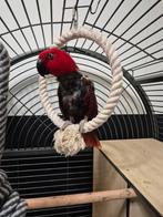 Edelpapegaai (vrouwtje) met grote kooi, Vrouwelijk, Papegaai, Geringd
